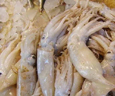 Squid / Calamari