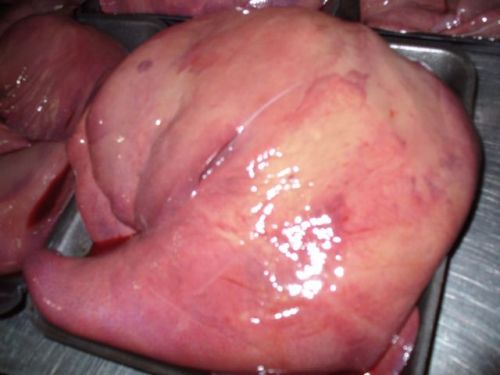 Pork Liver